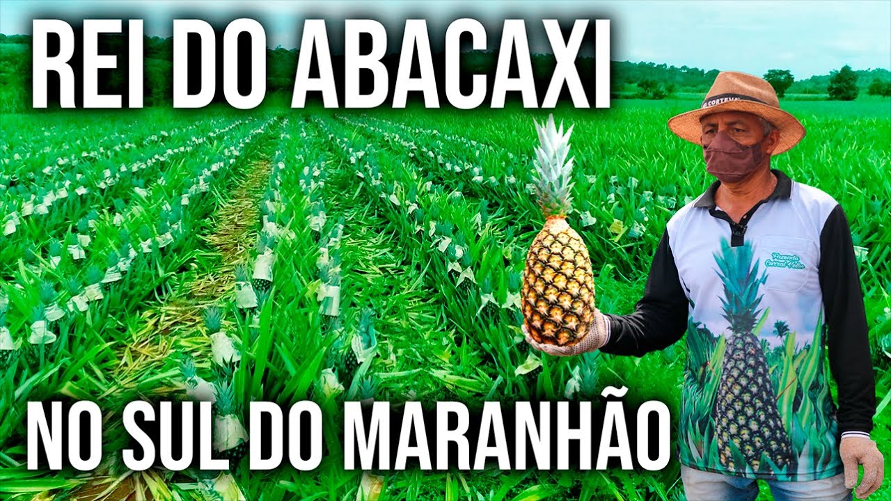 Colheita do Abacaxi