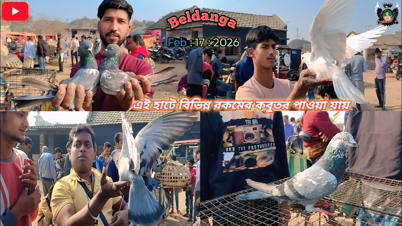 বেলডাঙা কবুতরের হাটে আজব সব কবুতর🕊️ Beldanga Pigeon Market 2026🔥#BeldangaPigeonMarket #PigeonVideo 