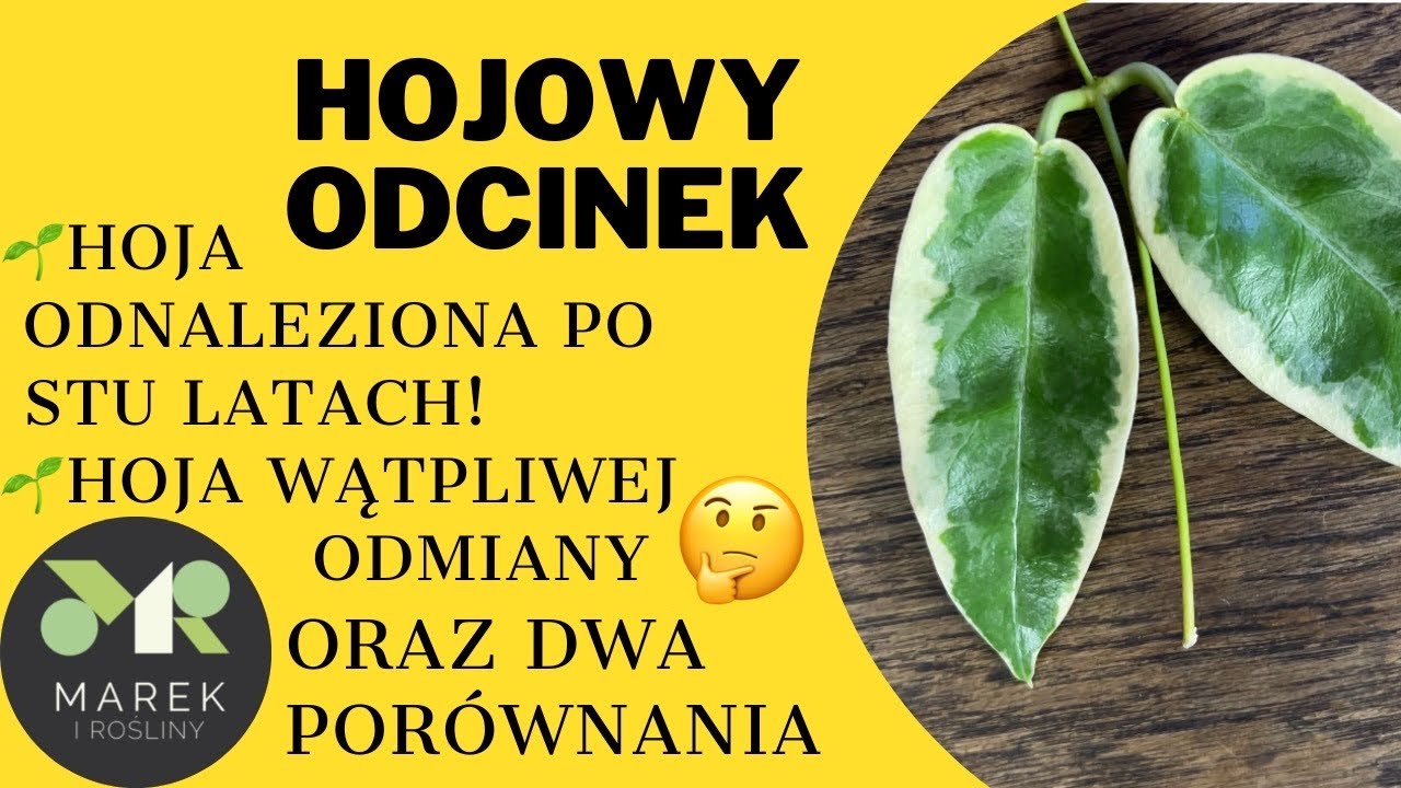 Nowe hoje! Hoja odnaleziona po 100 latach, hoja wątpliwej odmiany i dwa porównania