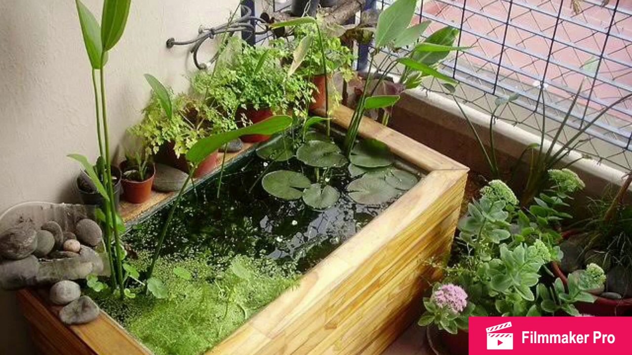 7 plantas acuáticas que tal vez no conocías.
