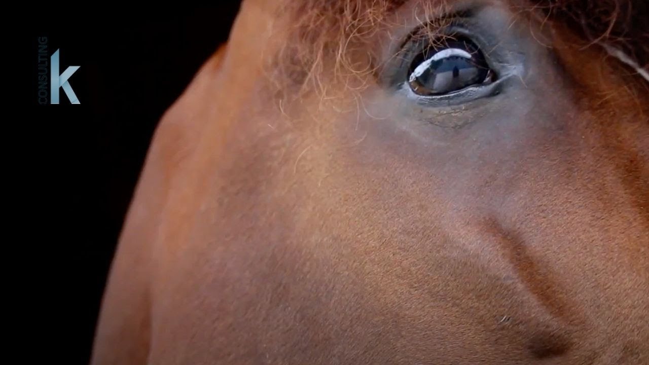 PRÉSENTATION ETALONS 2022 HARAS DE BOUTTEMONT