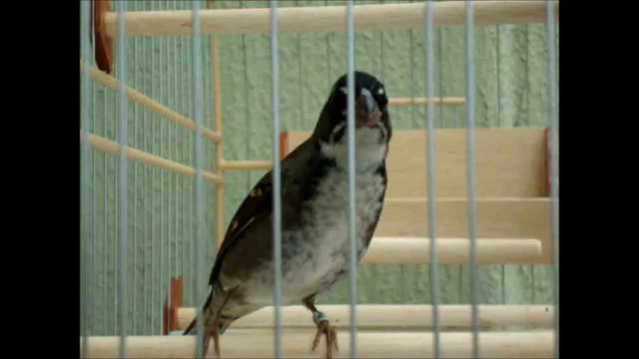 chanchão só canto / para esquentar seu chanchão ....