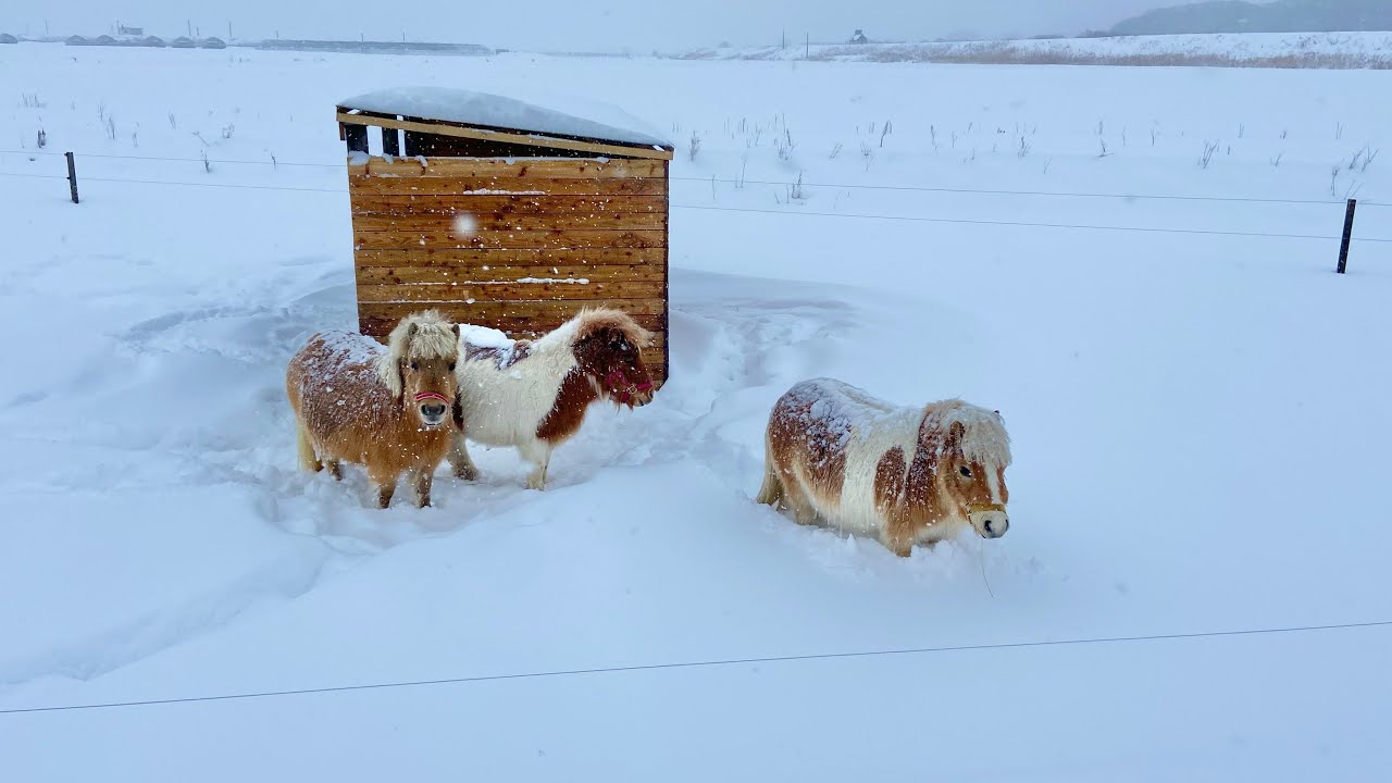 【予想外の大雪！!】雪に埋もれるミニチュアホースたち