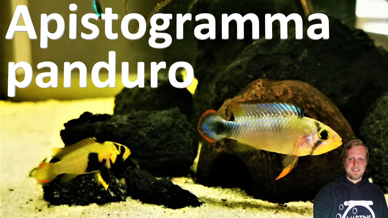 PANDUROS-ZWERGBUNTBARSCH - Apistogramma panduro im Wohnzimmeraquarium