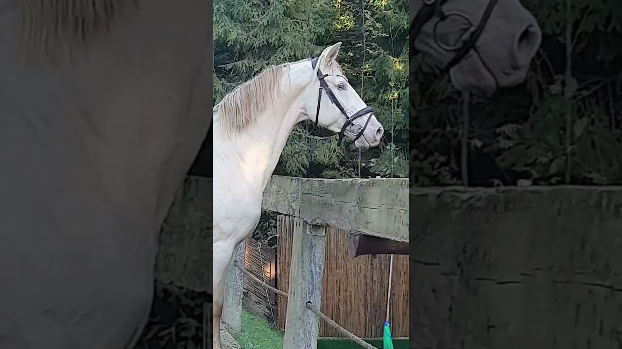aurum   -perlino gelding