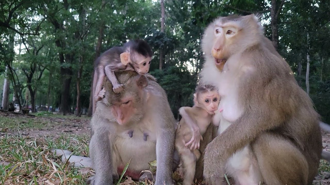 Adorable Baby Monkey Rina Get Mommy Milk at Evening– So Hungry and Cute🥭💛 🐒@Protect Monkeys