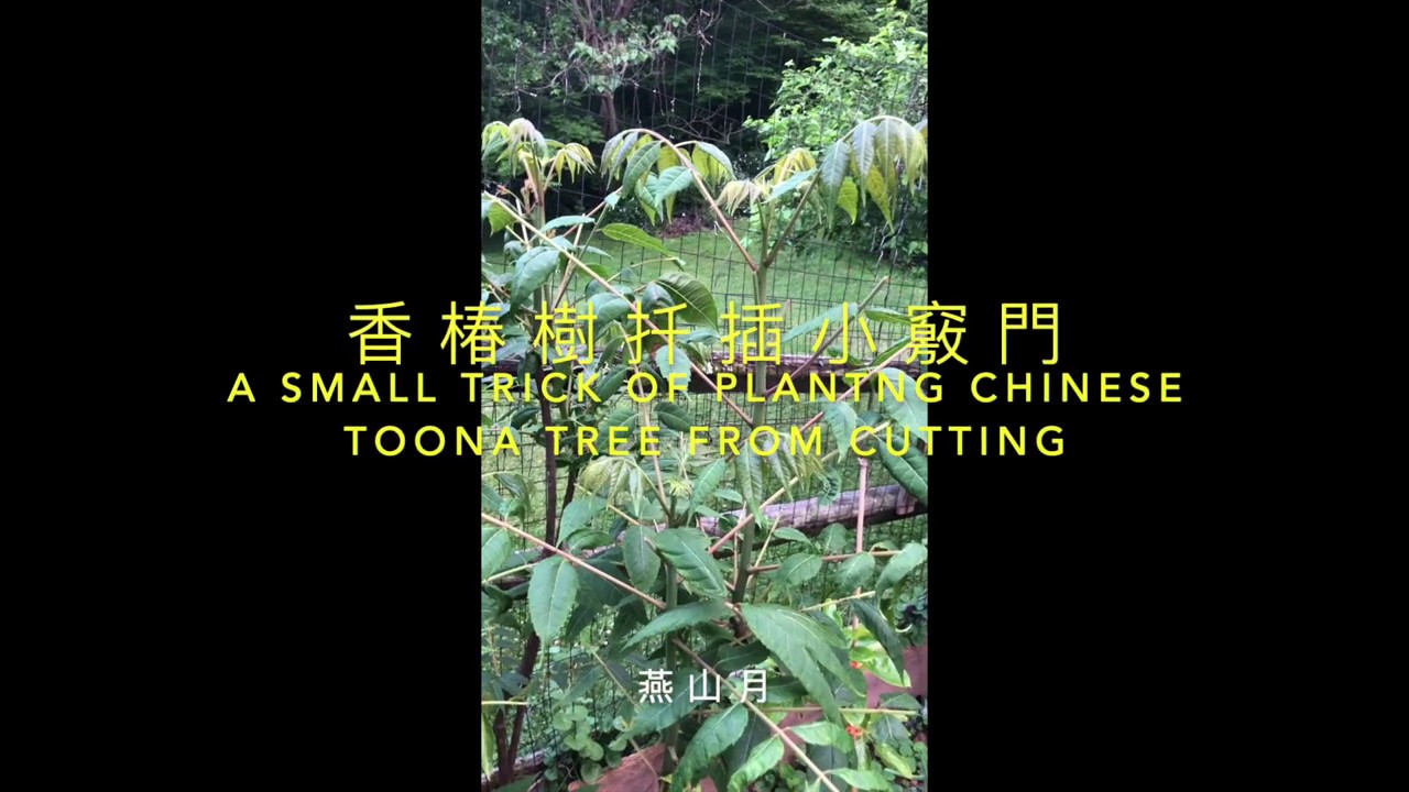 香椿樹扦插繁殖小竅門/Planting Chinese Toona Tree from Cutting Made EASY