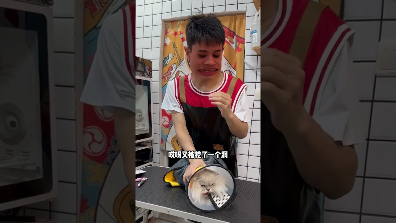 貓咪日常洗護 還沒睡醒就被叫起來洗貓，洗它之前沒什麼精神洗完後瞬間精神100倍#洗貓 #貓咪洗護 #金吉拉