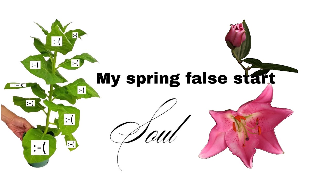 my spring false start 🌷and fashion week | репетиция весны в Аптекарском саду🌺 и неделя моды 