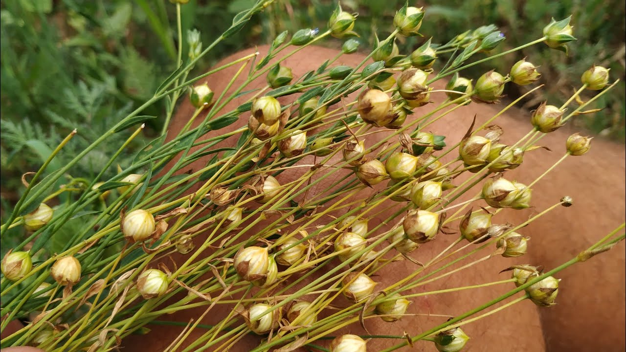 Line Seed (Linum usitatissimum) tasty snack, linnen and tourist attraction