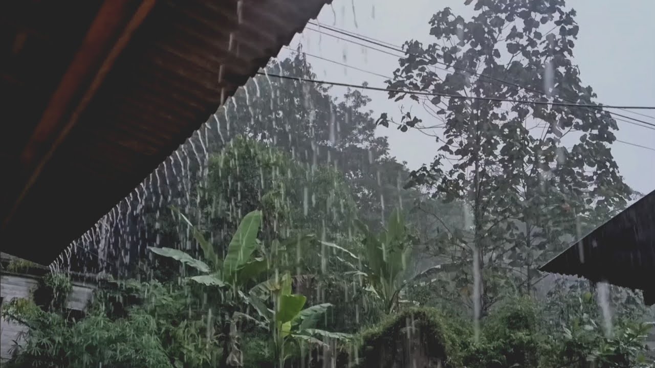 Super heavy rain on the roof of the house wets the green trees, making your sleep more comfortable.