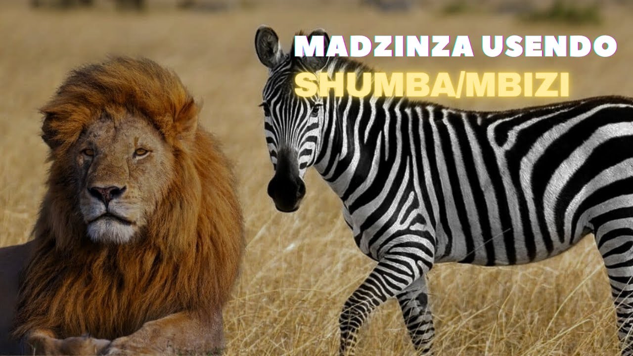 MADZINZA USENDO:  The Significance of Shumba & Mbizi totems in Zimbabwean Culture PART 2