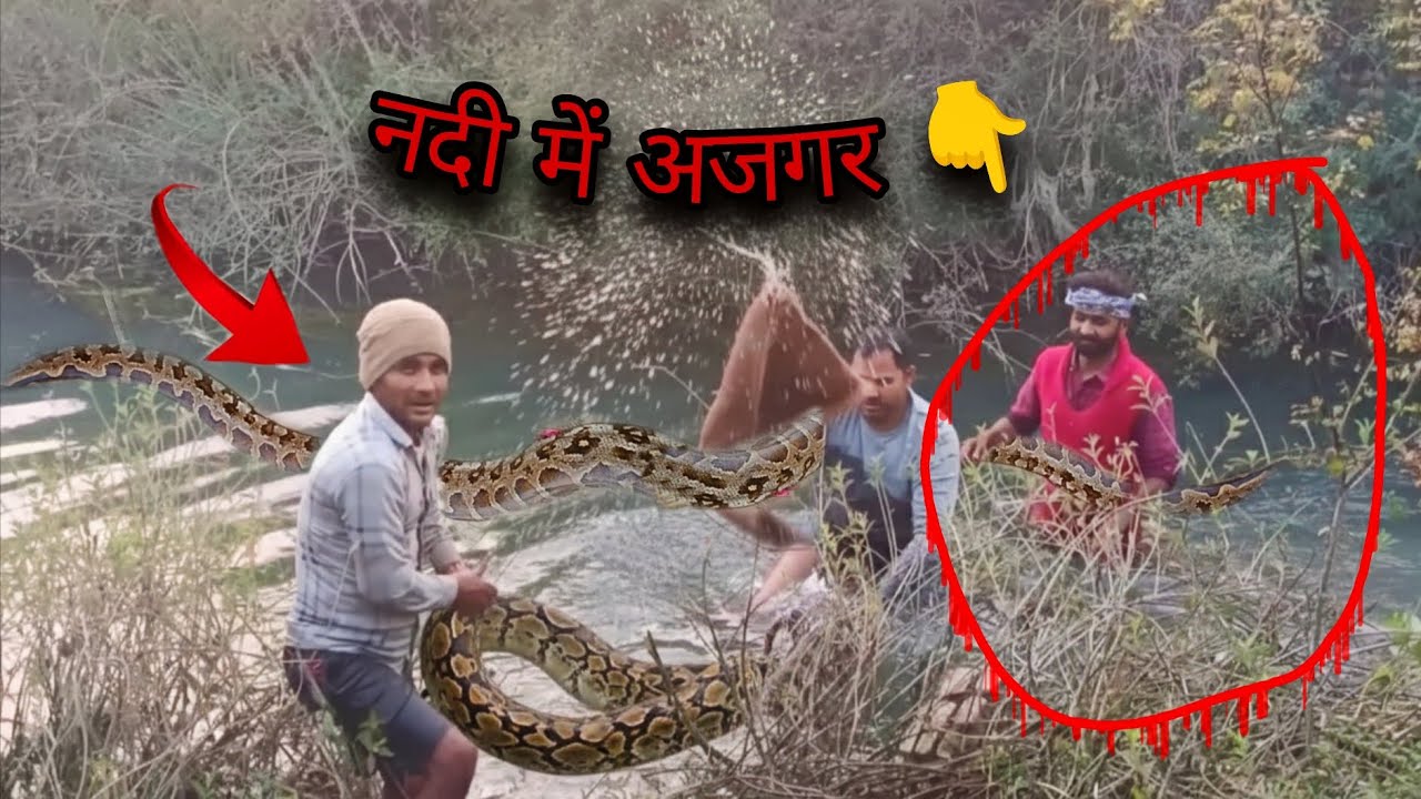 नदी के किनारे दिखा इतना बड़ा अजगर 😱 फिर लोगों ने बाहर निकाला 😮