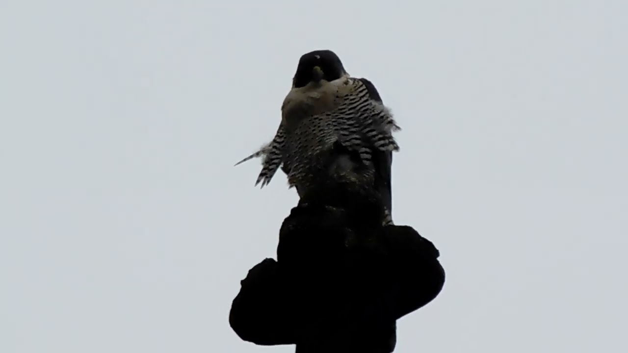 Peregrine Falcon
