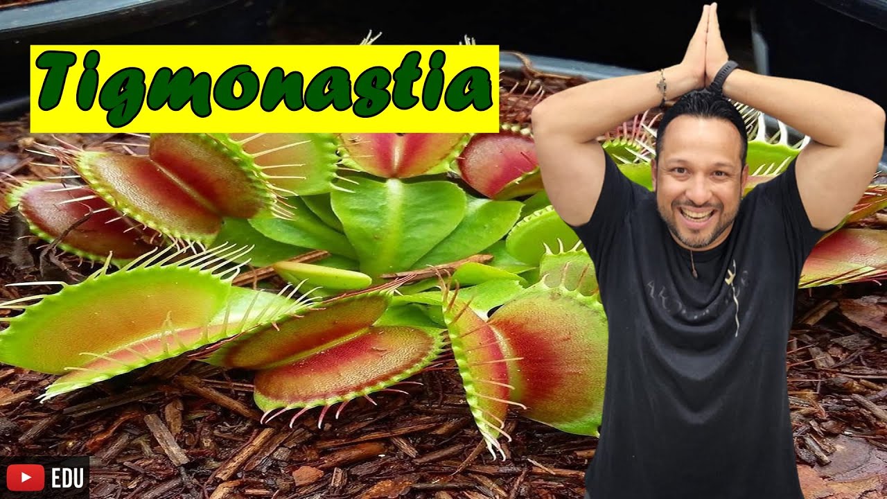 Tigmonastia ou Sismonastia - Tipos de Nastismo - Movimentos Vegetais - Fisiologia Vegetal
