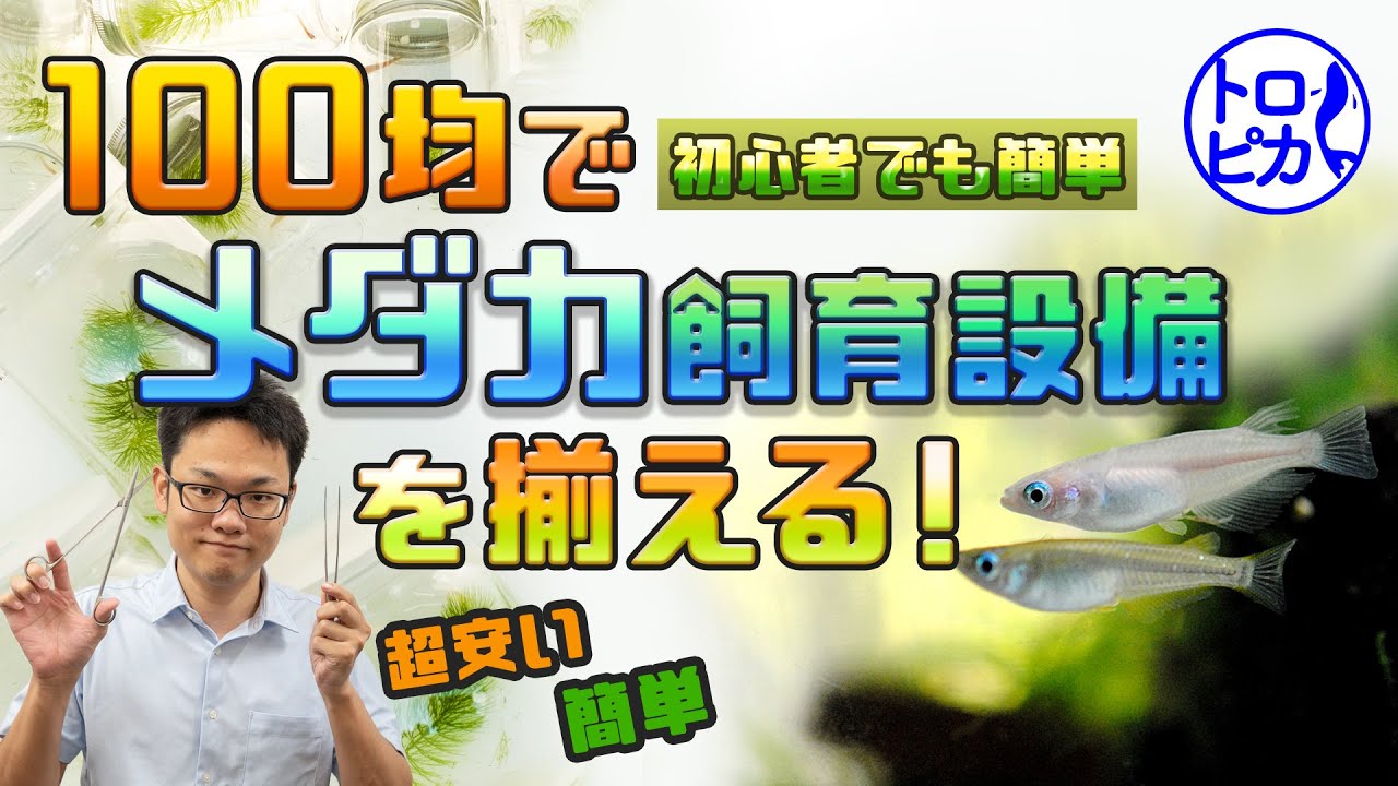 【激安】100均でメダカ飼育設備を揃える！初心者さんでも簡単です