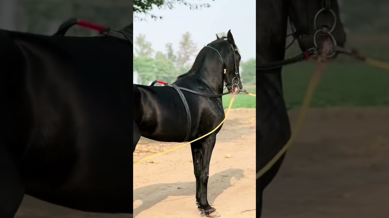 The Beauty of a Black Stallion Unleashed #BlackStallionBeauty #EquineElegance #MajesticHorse