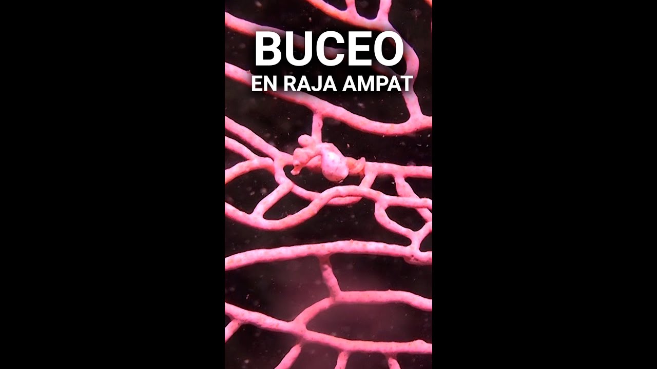 Buceo en Raja Ampat #rajaampat  #buceo #scubadiving