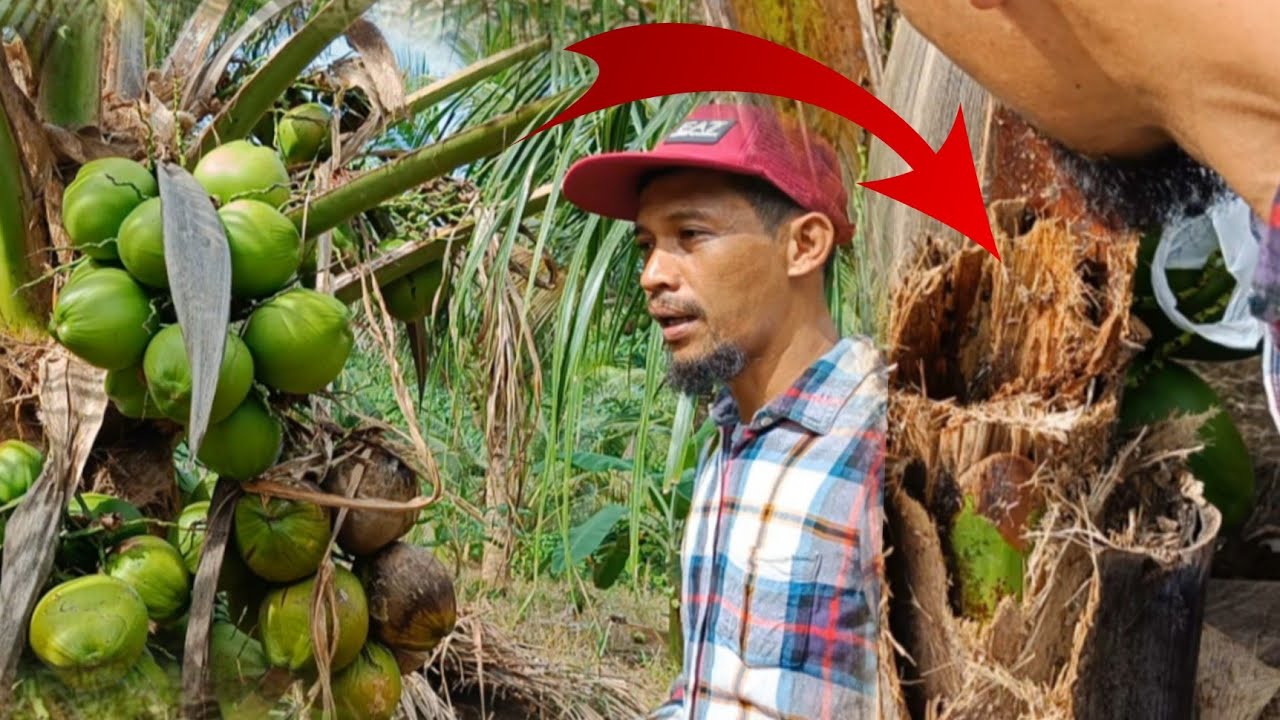 Ang niyog na kinain ng bakukang, Ano na ang nangyari?