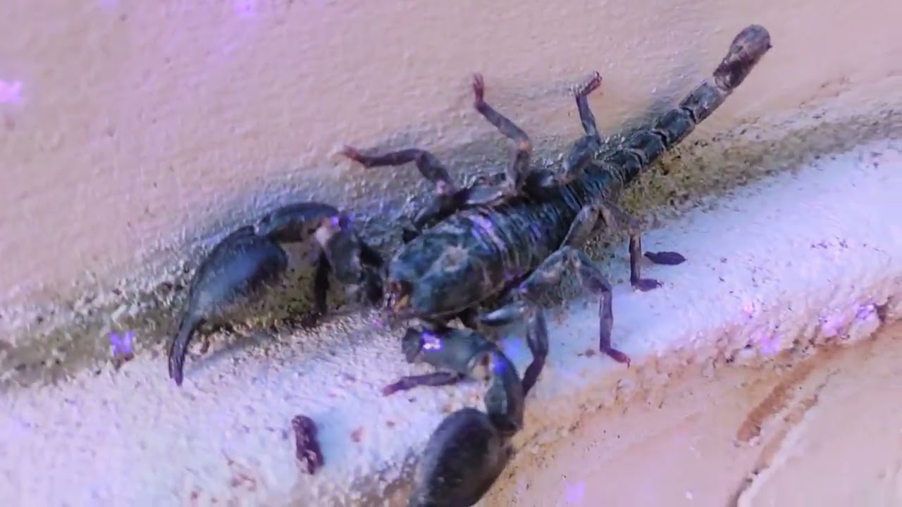 This Scorpion Can Kill in Seconds…