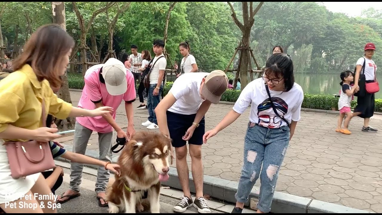 Mật Lên Phố Đi Bộ Làm Náo Loạn Vì Fan Vây Kín - Mật Pet Family