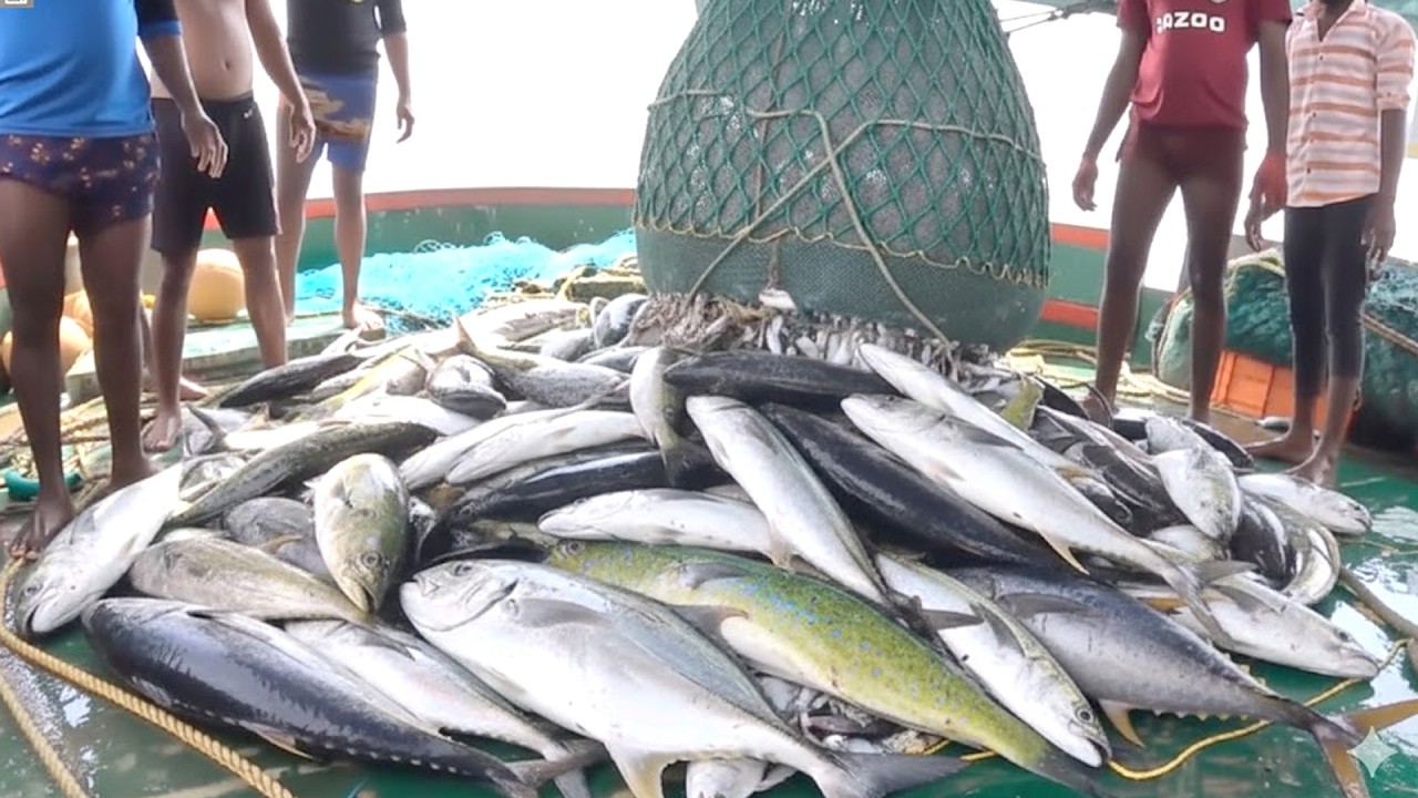 WE ALMOST SANK! This Massive Catch Was Too Much for the Boat! @KadalTv