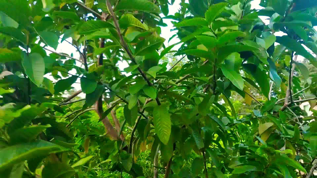 Guava Eating Mini Cow!! 🐄