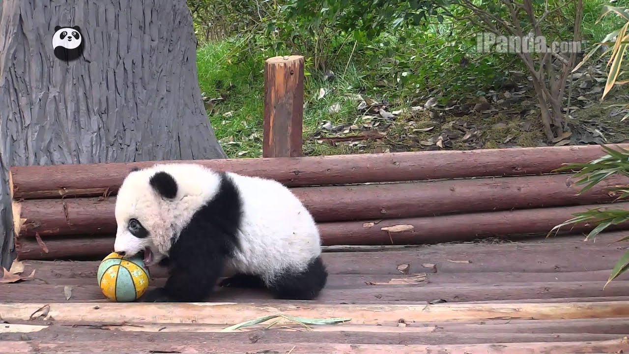 Cute panda cub playing ball