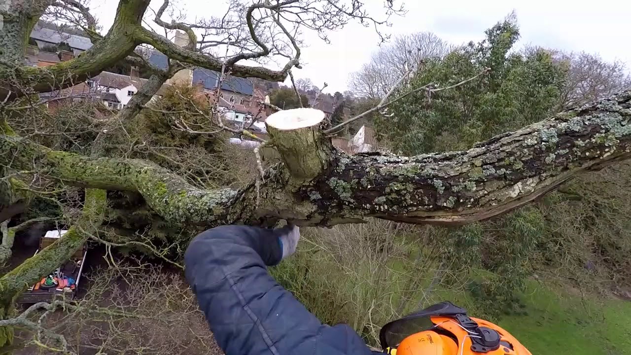 Niftylift 170 access platform operators eye view of oak tree reduction OWEN POWERED ACCESS