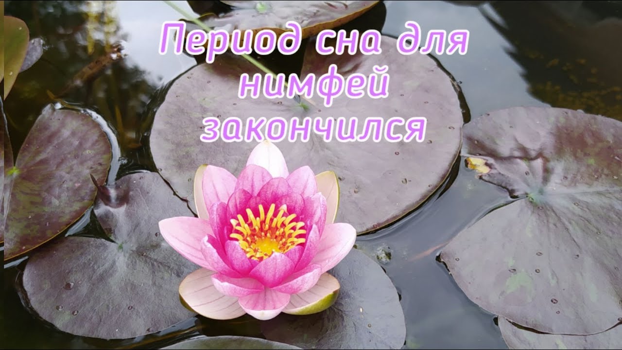 Период сна для нимфей закончился.(01.04.21 г.)
