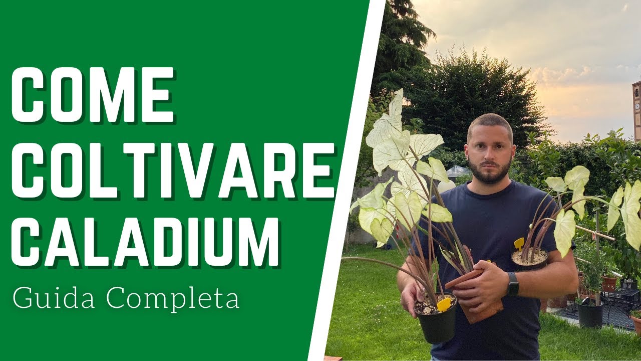 CALADIUM, come curarla?  - Guida Completa