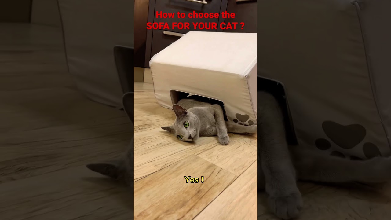 How to choose the SOFA FOR YOUR CAT ?