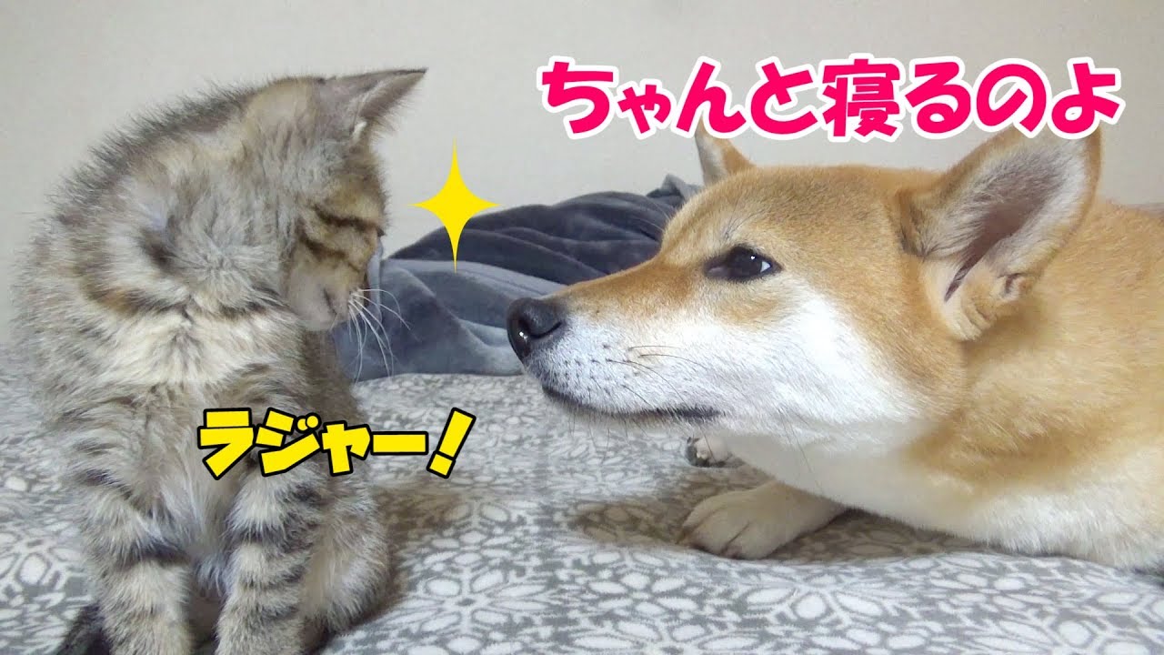 柴犬リコが大好きな子猫♡そばでコックリコックリZzz---Kitten love that Shiba Inu Riko---