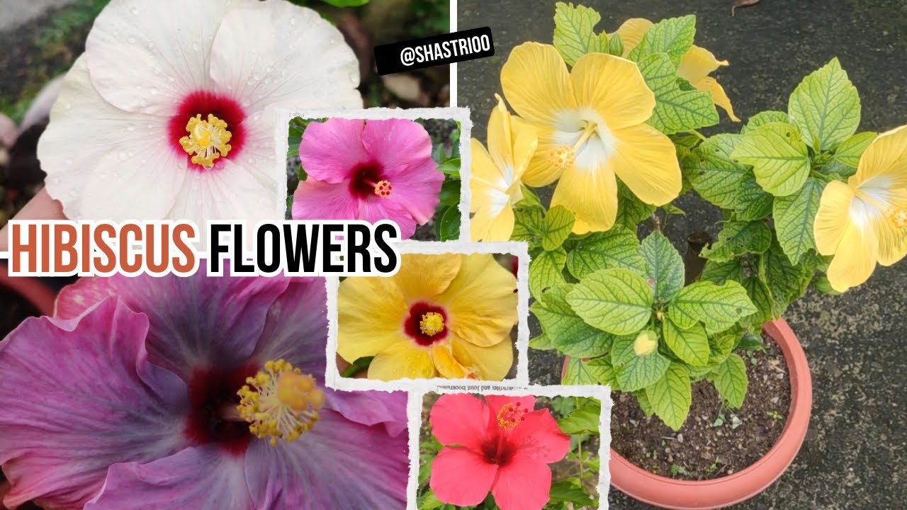 Hibiscus flowers varieties | Hibiscus care
