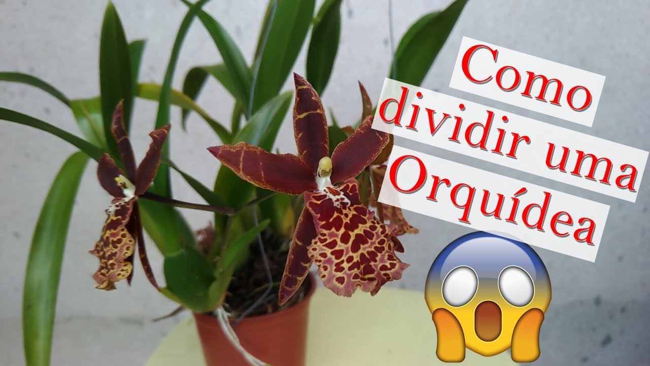 Dicas Dona Maria - Como dividir uma Miltassia Shelob Tolkien