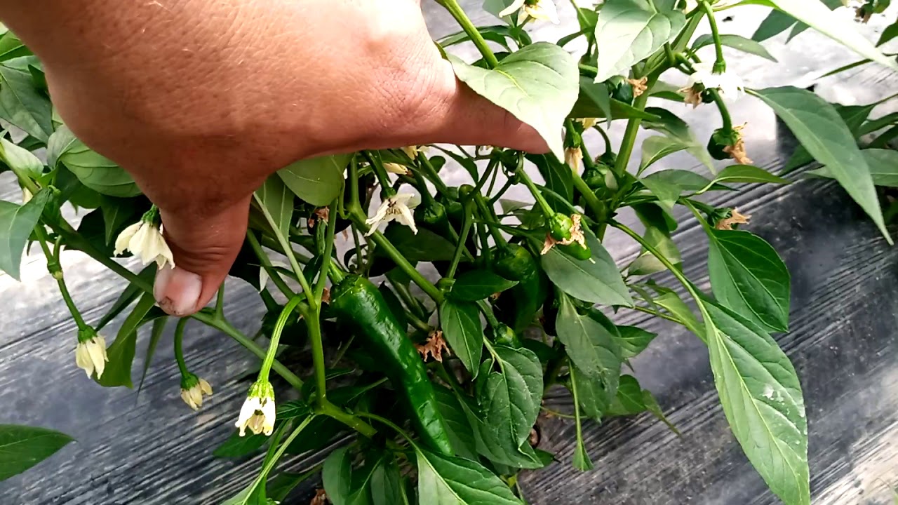 Golden Hot sabiz mirch by Haji sons in tunnel management