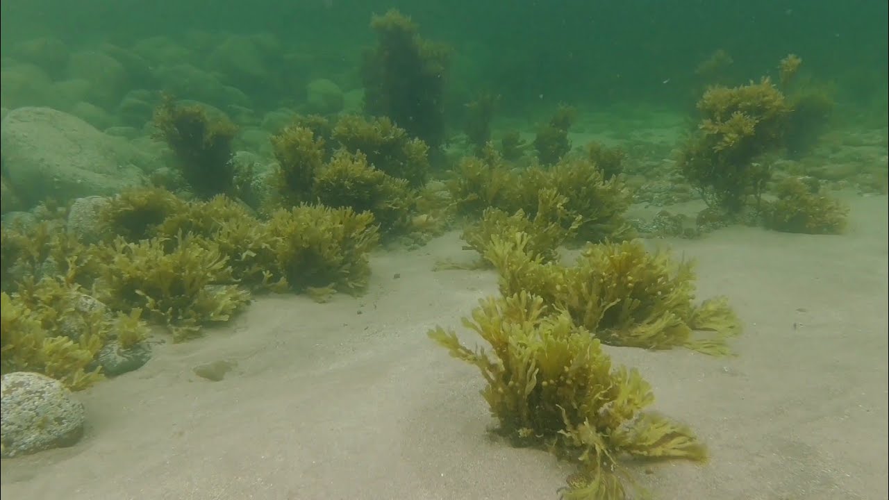 Crabs underwater near the shore