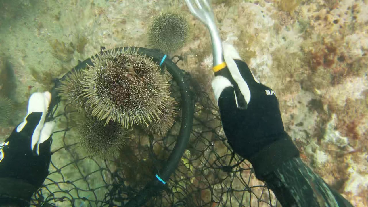 NZ Kina Diving. East Coast. New Zealand
