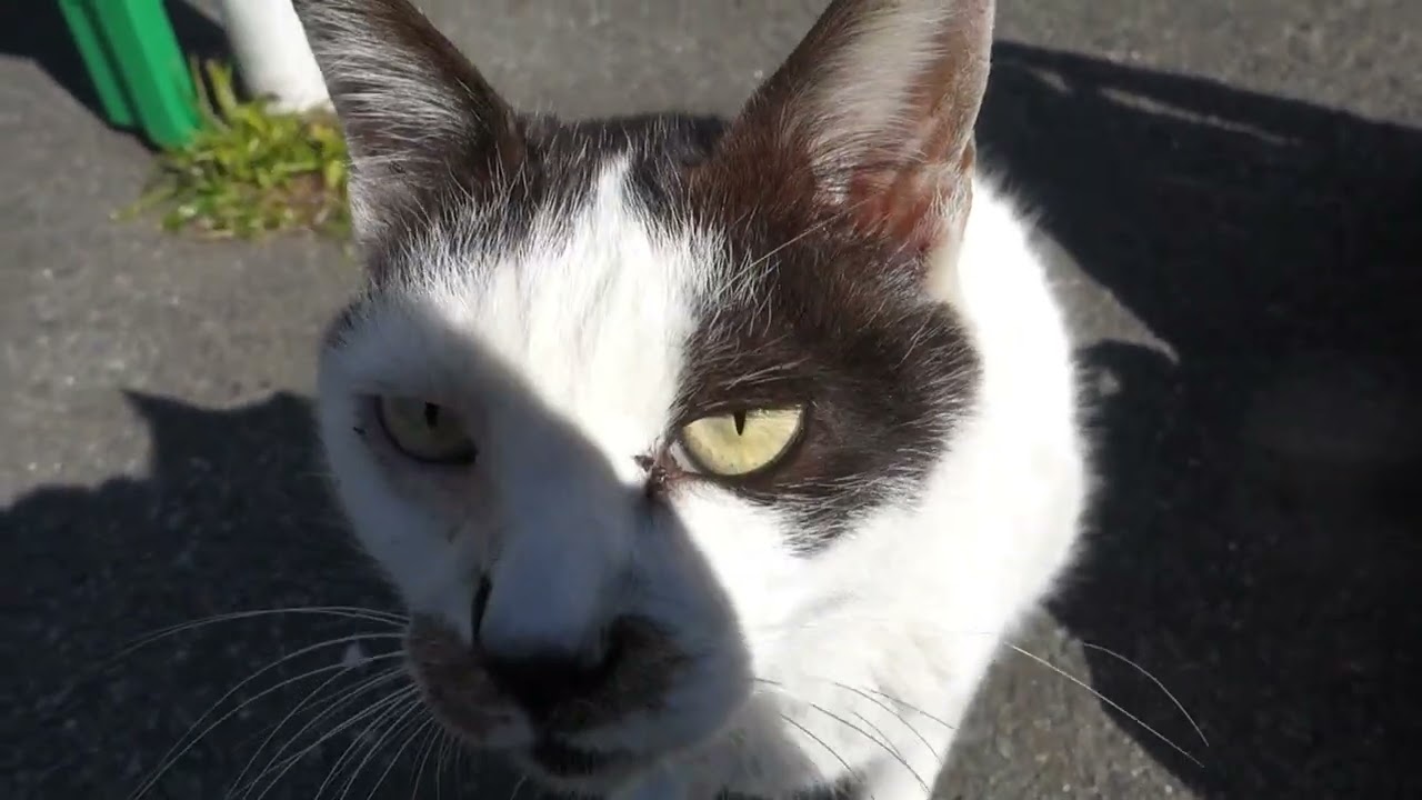 【Cat Video】 meowmeow Happy #cat  #cats  #cute