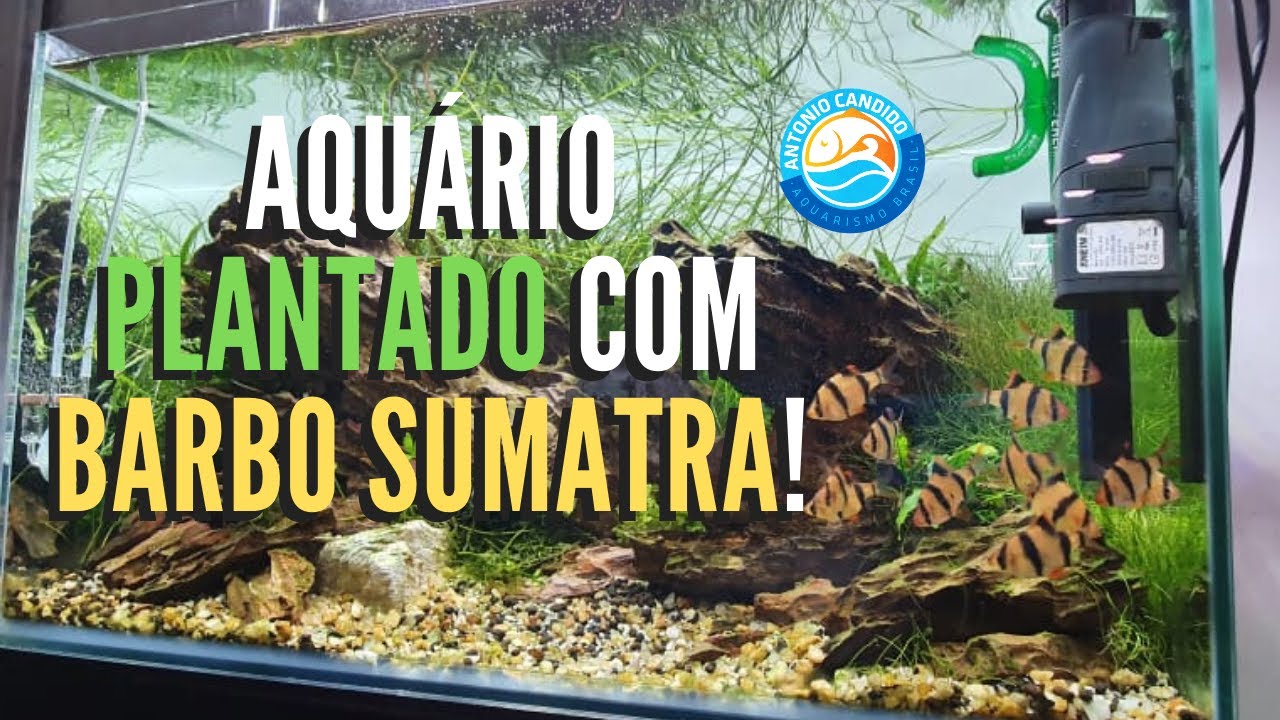 peixe BARBO SUMATRA em AQUÁRIO PLANTADO dá certo?