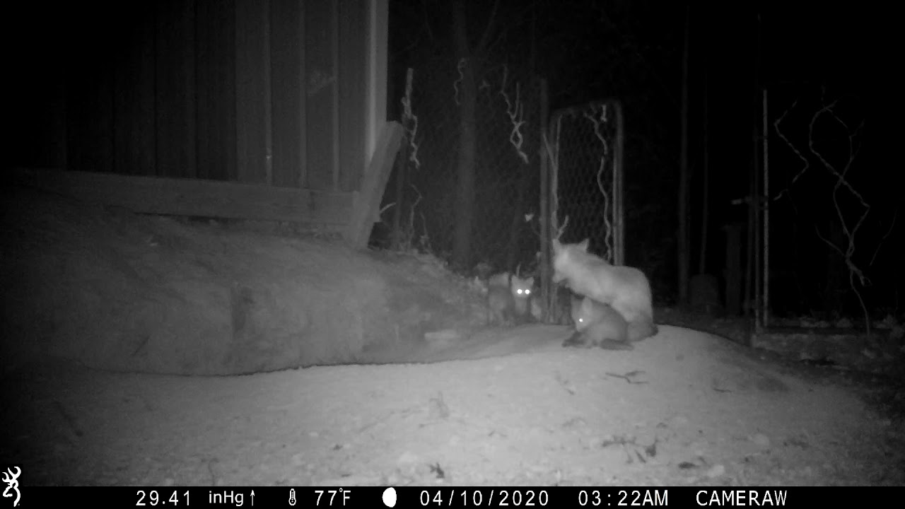 Female red fox attacks something in her den