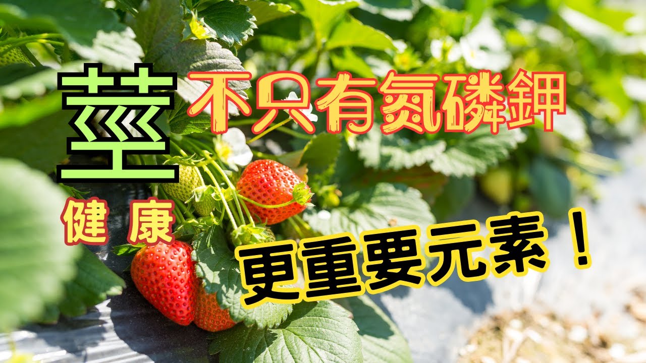 讓莖更硬挺、不易倒伏的秘技 不只氮磷鉀 大多數人都忽略了 重要的營養元素？ 植物莖幹健康 #綠植日記 #花園城堡園藝資材倉庫 #花園夢想家 #園藝知識加