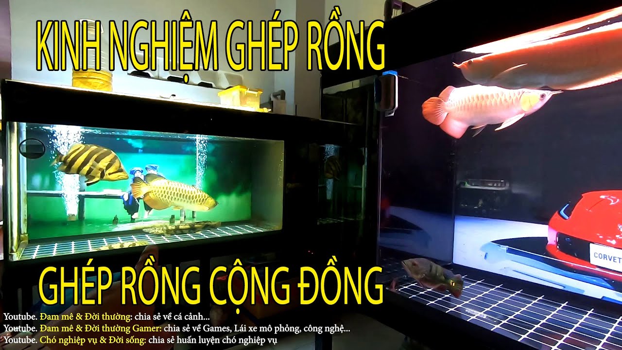 Ghép cá rồng | Chia sẻ về quá trình ghép cá rồng cộng đồng như thế nào