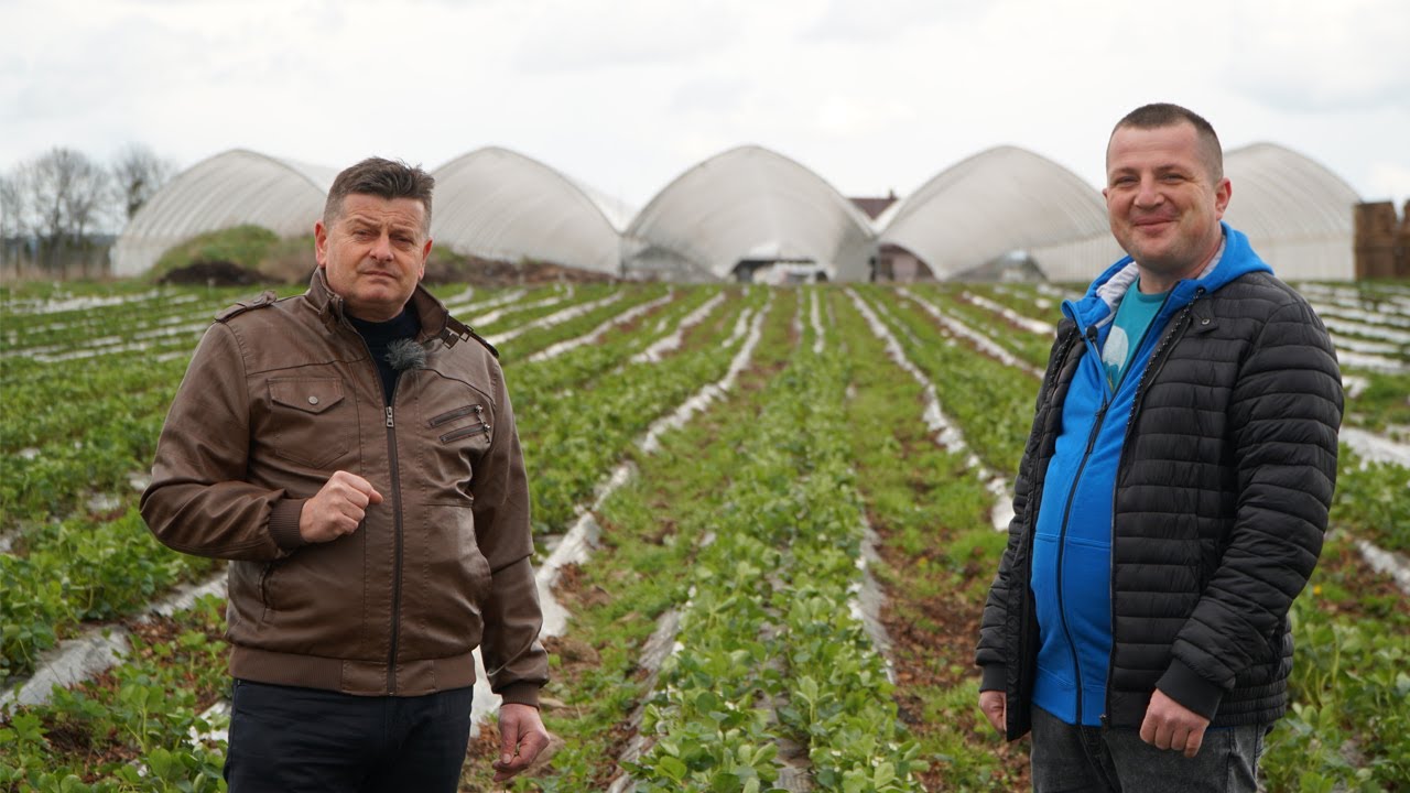 Komunikat dla truskawek, Ochrona przed przymrozkami, Doradca Jagodowy, 23.04.2021