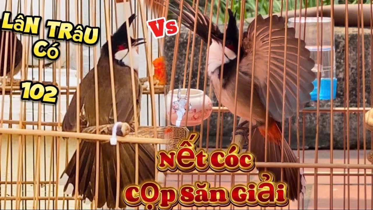 15/3 siêu phẩm giàn cứng / phách chơi cầu thẳng găm dí 3 mặt / mộc ché lanh cầu