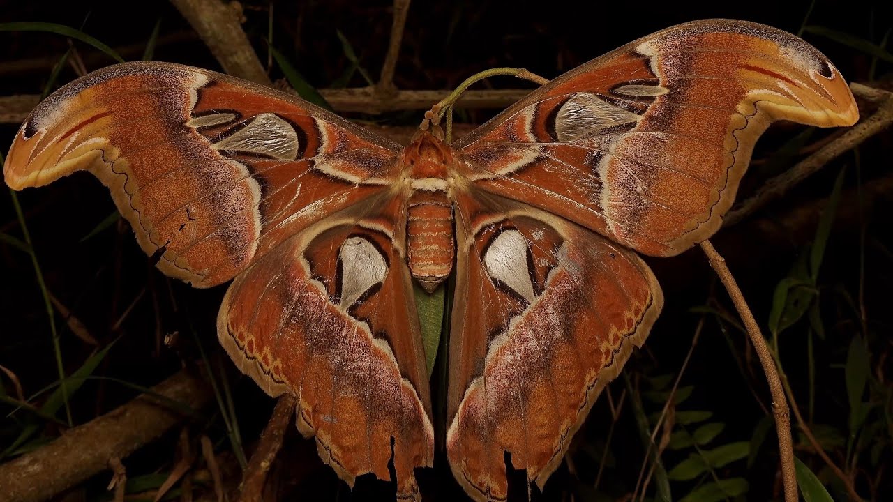 The Atlas Moth: King of Moths: Singapore Nature