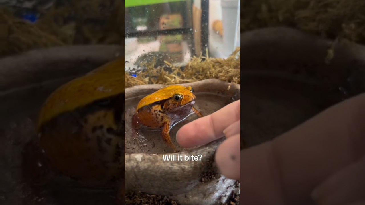 Will it Bite Me Test on Amphibian Pet  #shorts #pets #wildlife