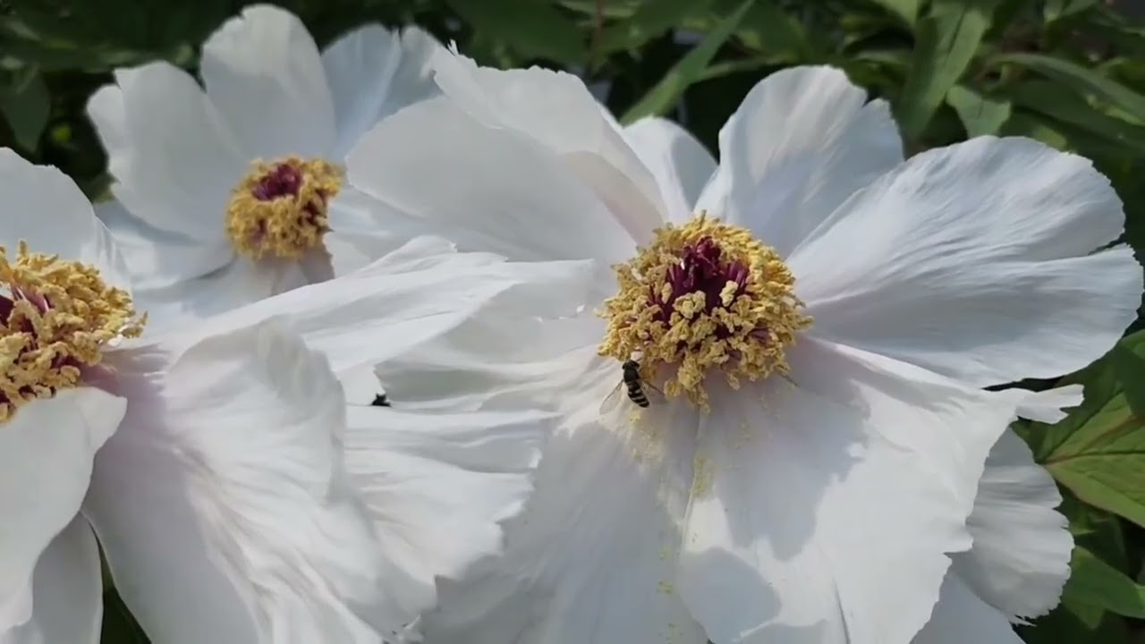 향기 가득한 정원으로 벌과 나비 초대하기 /향기로운 꽃으로 행복의 마법에 빠져보기🌹🌹🌹