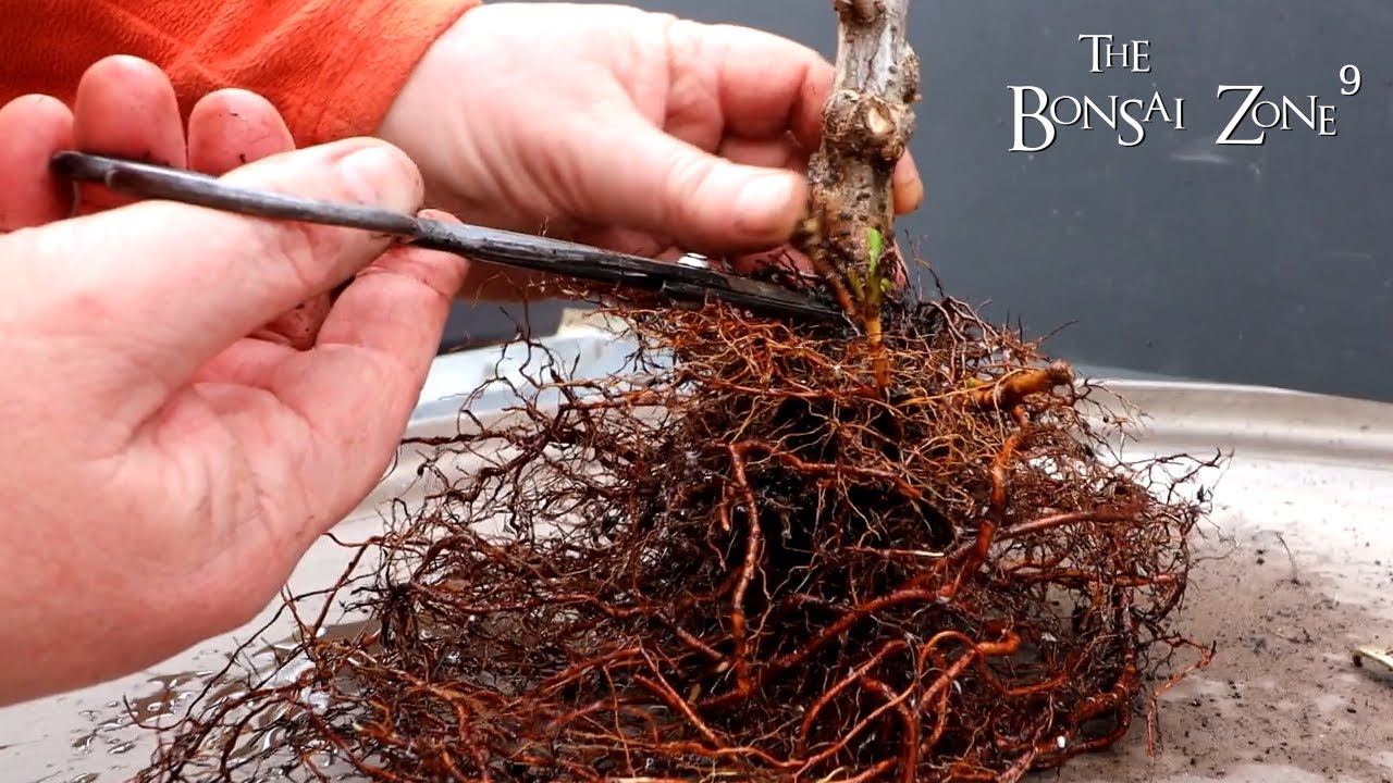 Repotting My Cotoneaster and Gardenia, Part 1, The Bonsai Zone, March 2022
