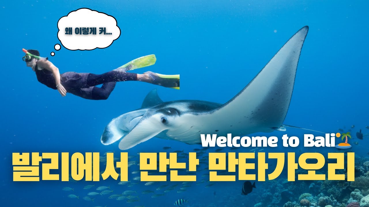발리에서 만타가오리랑 수영해 본 사람이 바로 나🇮🇩
